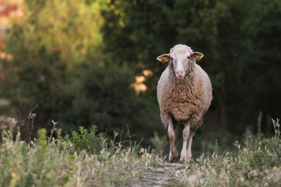 A lone sheep stands on a rocky path surrounded by lush greenery.
