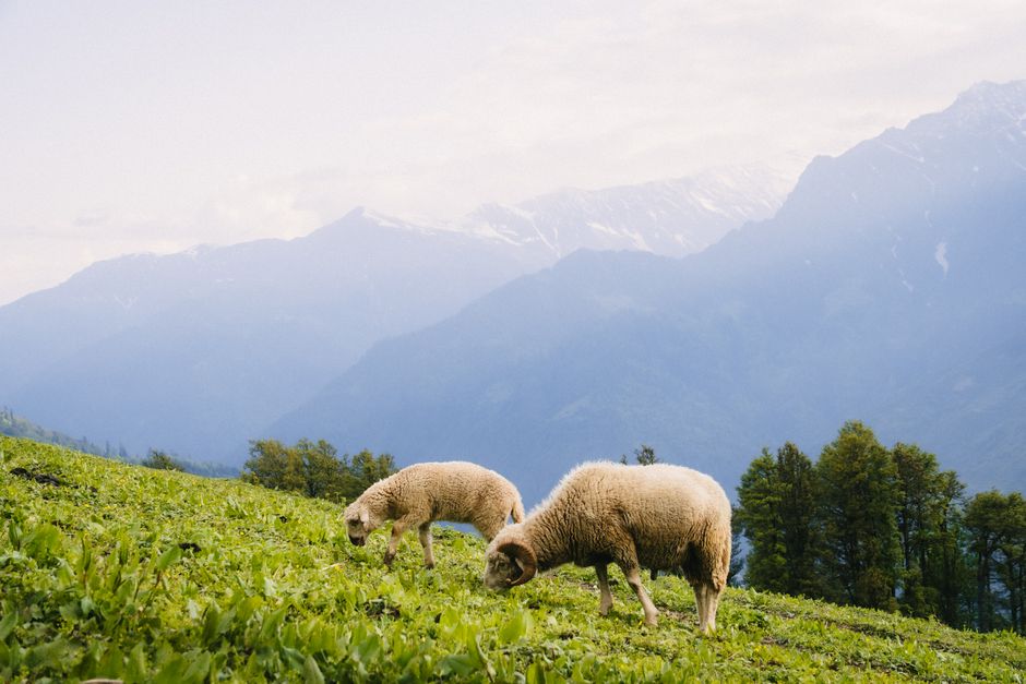Two sheep graze in a serene mountain landscape, surrounded by lush greenery and distant peaks.
