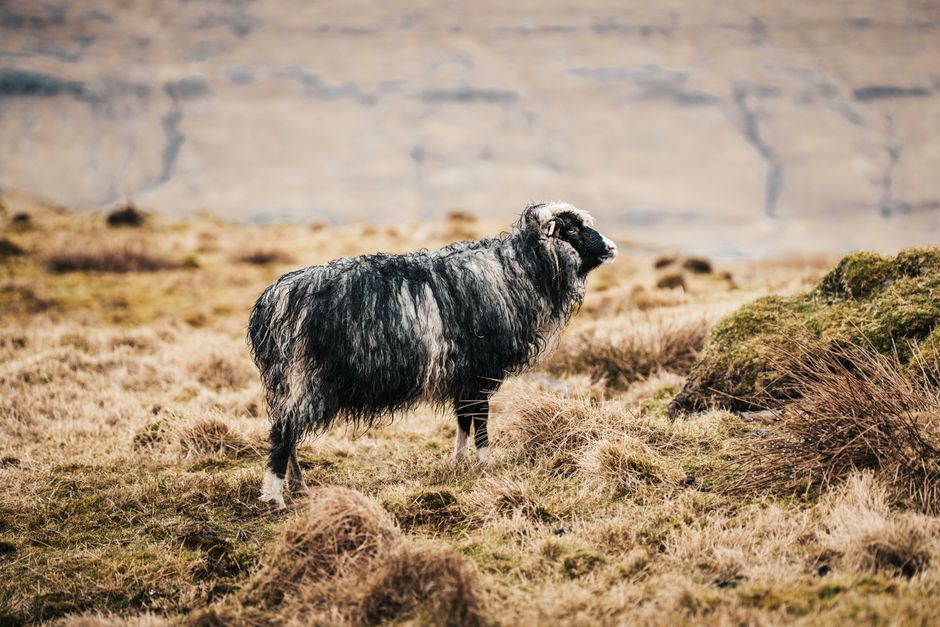 Icelandic sheep standing in open wilderness, surrounded by rugged, grassy terrain.
