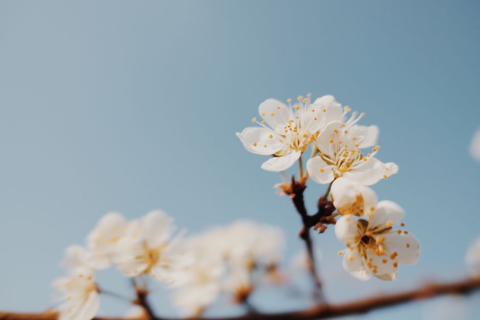 Beautiful white cherry blossoms in focus with a clear blue sky backdrop signifying spring.